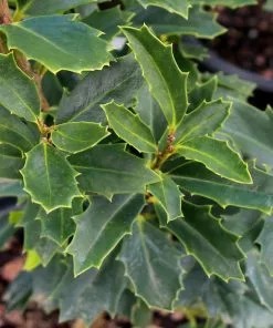 Fast Growing Trees Holly Trees Oak Leaf™ Holly Tree