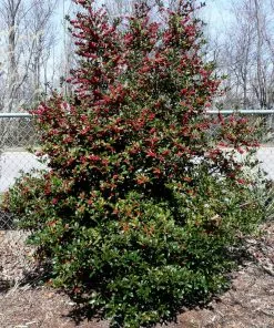 Fast Growing Trees Holly Trees Oak Leaf™ Holly Tree