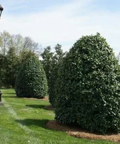 Fast Growing Trees Holly Trees Oak Leaf™ Holly Tree