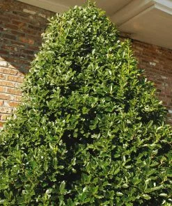 Fast Growing Trees Oakland® Holly Tree 8 Fast Growing Trees Oakland® Holly Tree