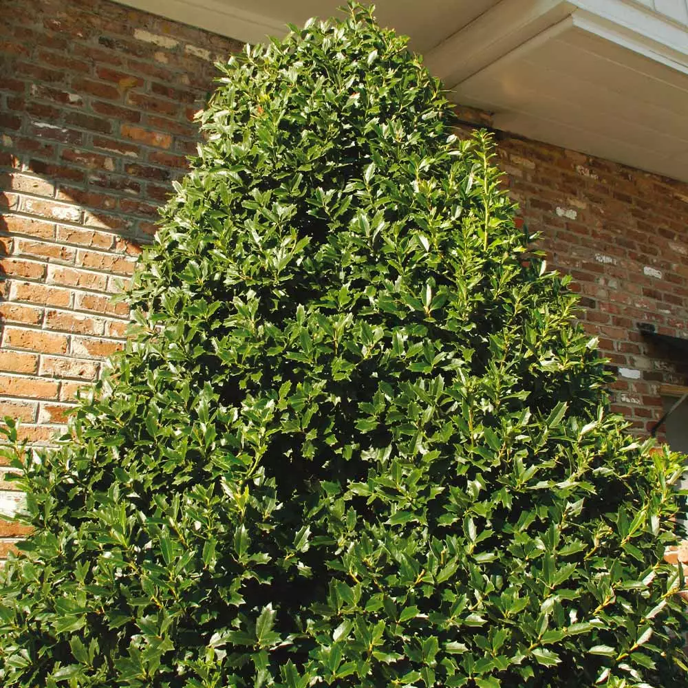 Fast Growing Trees Oakland® Holly Tree 4 Fast Growing Trees Oakland® Holly Tree