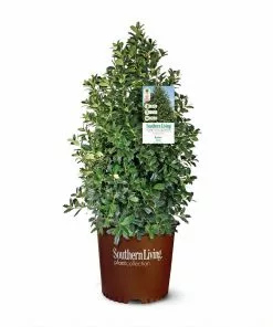 Fast Growing Trees Oakland® Holly Tree 9 Fast Growing Trees Oakland® Holly Tree
