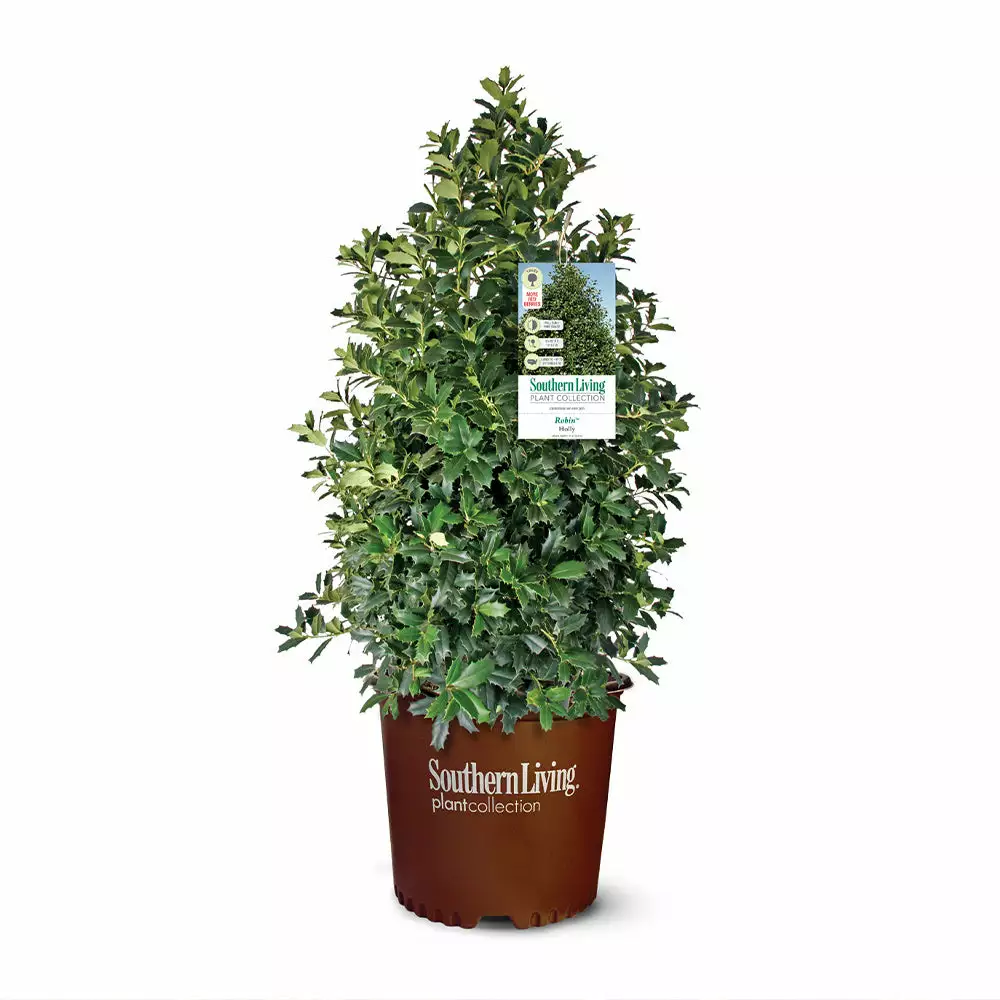 Fast Growing Trees Oakland® Holly Tree 5 Fast Growing Trees Oakland® Holly Tree