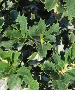 Fast Growing Trees Oakland® Holly Tree 10 Fast Growing Trees Oakland® Holly Tree