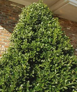 Fast Growing Trees Oakland® Holly Tree