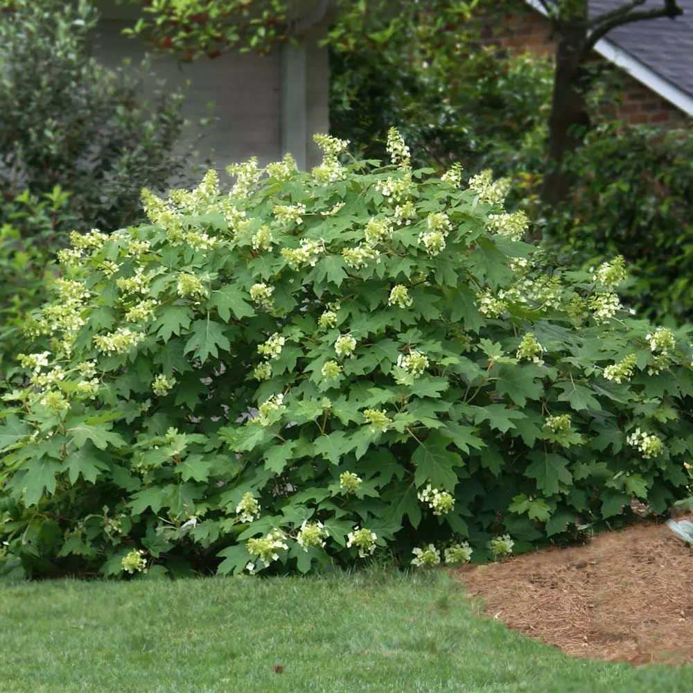 Fast Growing Trees Oakleaf Hydrangea Shrub 4 Fast Growing Trees Oakleaf Hydrangea Shrub