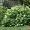 Fast Growing Trees Oakleaf Hydrangea Shrub