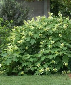 Fast Growing Trees Oakleaf Hydrangea Shrub