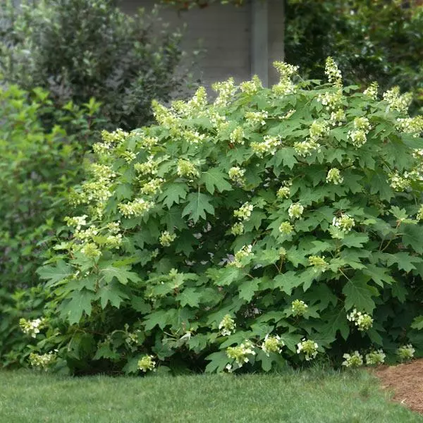 Fast Growing Trees Oakleaf Hydrangea Shrub 3 Fast Growing Trees Oakleaf Hydrangea Shrub