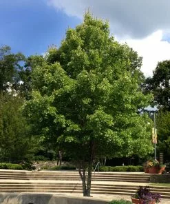 Fast Growing Trees Maple Trees October Glory Red Maple Tree 10 Fast Growing Trees Maple Trees October Glory Red Maple Tree