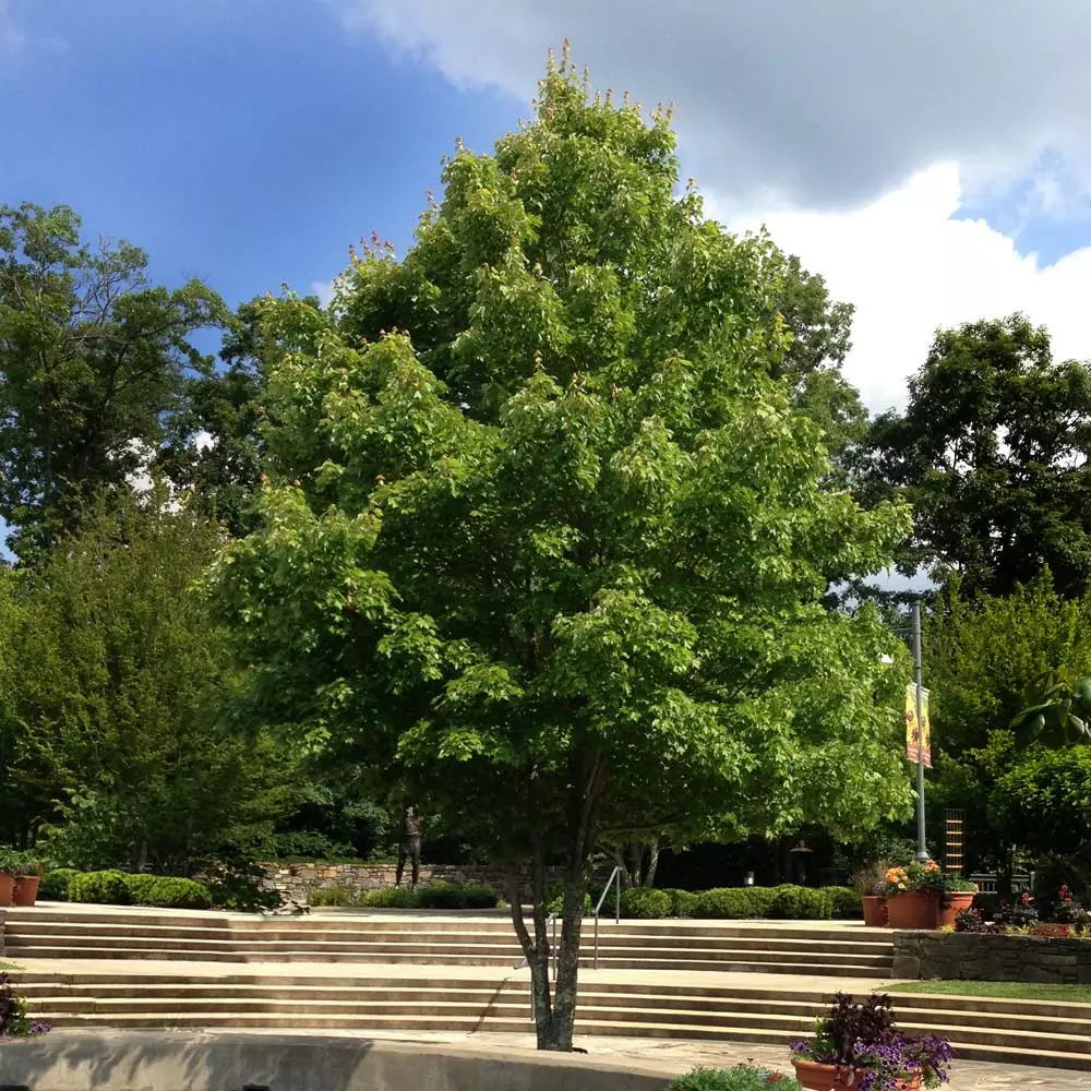 Fast Growing Trees Maple Trees October Glory Red Maple Tree 6 Fast Growing Trees Maple Trees October Glory Red Maple Tree