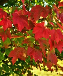 Fast Growing Trees Maple Trees October Glory Red Maple Tree 9 Fast Growing Trees Maple Trees October Glory Red Maple Tree