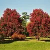 Fast Growing Trees Maple Trees October Glory Red Maple Tree 2 Fast Growing Trees Maple Trees October Glory Red Maple Tree