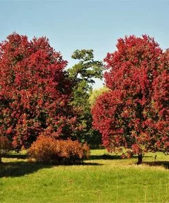 Fast Growing Trees Maple Trees October Glory Red Maple Tree
