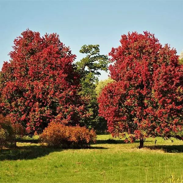 Fast Growing Trees Maple Trees October Glory Red Maple Tree 3 Fast Growing Trees Maple Trees October Glory Red Maple Tree