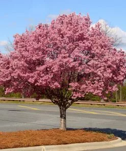 Fast Growing Trees Okame Cherry Tree 11 Fast Growing Trees Okame Cherry Tree
