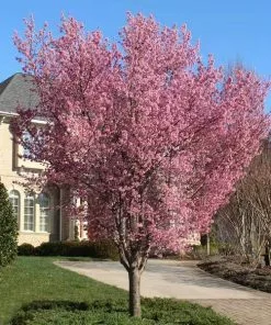 Fast Growing Trees Okame Cherry Tree