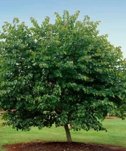 Fast Growing Trees Redbud Trees Oklahoma Redbud 10 Fast Growing Trees Redbud Trees Oklahoma Redbud