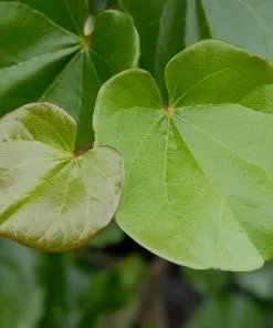 Fast Growing Trees Redbud Trees Oklahoma Redbud 9 Fast Growing Trees Redbud Trees Oklahoma Redbud