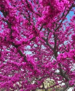 Fast Growing Trees Redbud Trees Oklahoma Redbud 11 Fast Growing Trees Redbud Trees Oklahoma Redbud