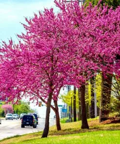 Fast Growing Trees Redbud Trees Oklahoma Redbud