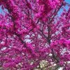 Fast Growing Trees Redbud Trees Oklahoma Redbud 1 Fast Growing Trees Redbud Trees Oklahoma Redbud