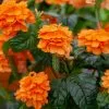 Fast Growing Trees Orange Marmalade Crossandra Shrub See All Shrubs & Hedges 1 Fast Growing Trees Orange Marmalade Crossandra Shrub See All Shrubs & Hedges