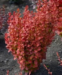 Fast Growing Trees Orange Rocket Barberry Shrub 11 Fast Growing Trees Orange Rocket Barberry Shrub