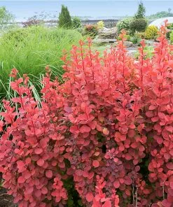 Fast Growing Trees Orange Rocket Barberry Shrub