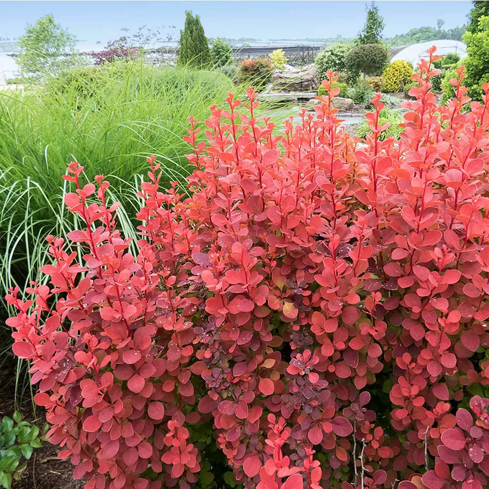 Fast Growing Trees Orange Rocket Barberry Shrub 4 Fast Growing Trees Orange Rocket Barberry Shrub