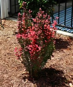 Fast Growing Trees Orange Rocket Barberry Shrub 12 Fast Growing Trees Orange Rocket Barberry Shrub