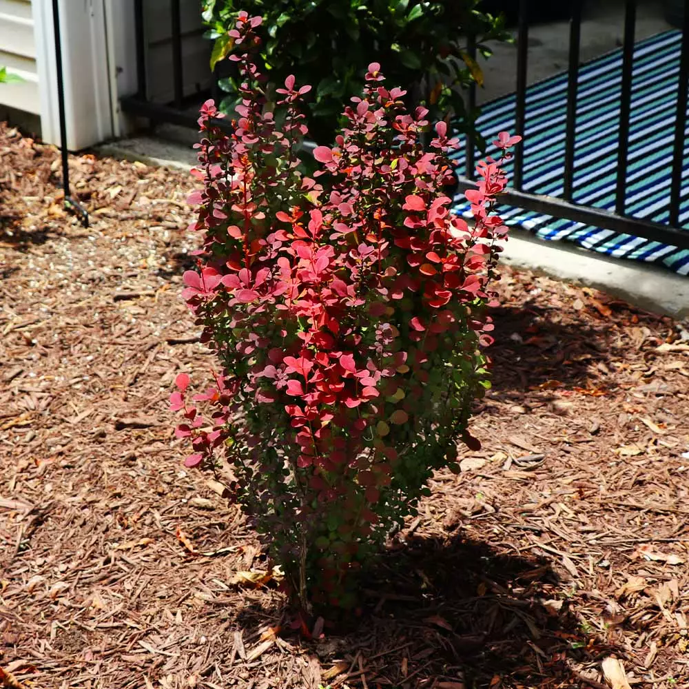 Fast Growing Trees Orange Rocket Barberry Shrub 7 Fast Growing Trees Orange Rocket Barberry Shrub