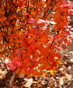 Fast Growing Trees Orange Rocket Barberry Shrub 13 Fast Growing Trees Orange Rocket Barberry Shrub