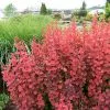 Fast Growing Trees Orange Rocket Barberry Shrub 2 Fast Growing Trees Orange Rocket Barberry Shrub