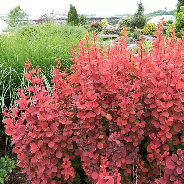 Fast Growing Trees Orange Rocket Barberry Shrub 3 Fast Growing Trees Orange Rocket Barberry Shrub