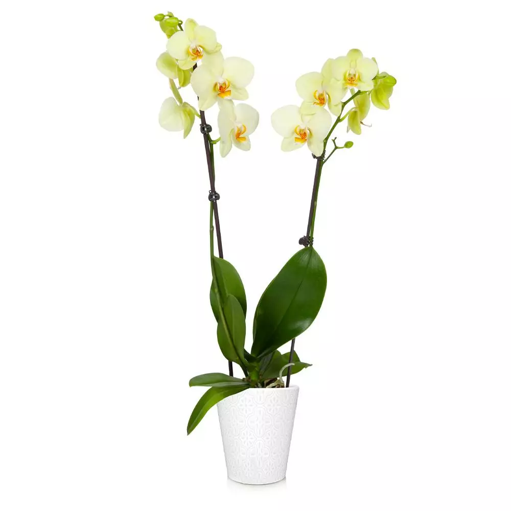 Fast Growing Trees Orchid Plant In White Pot 5 Fast Growing Trees Orchid Plant In White Pot