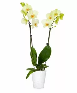 Fast Growing Trees Orchid Plant In White Pot 28 Fast Growing Trees Orchid Plant In White Pot