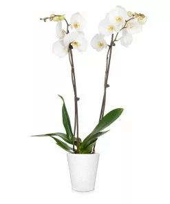 Fast Growing Trees Orchid Plant In White Pot 20 Fast Growing Trees Orchid Plant In White Pot