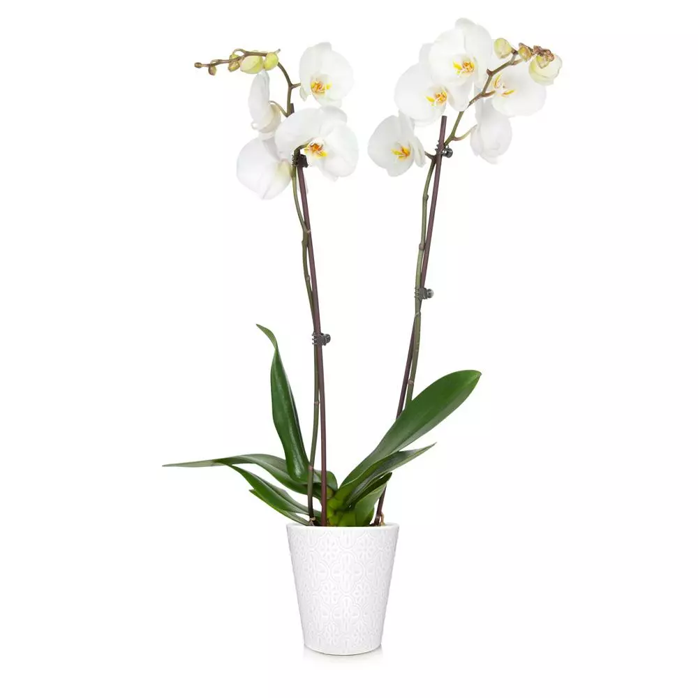 Fast Growing Trees Orchid Plant In White Pot 6 Fast Growing Trees Orchid Plant In White Pot