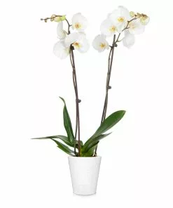Fast Growing Trees Orchid Plant In White Pot 31 Fast Growing Trees Orchid Plant In White Pot