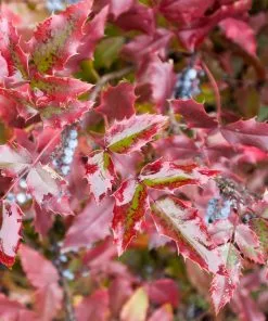 Fast Growing Trees Oregon Grape Holly Shrub See All Shrubs & Hedges