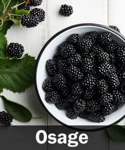 Fast Growing Trees 3 In 1 Thornless Blackberry Blackberry Bushes 12 Fast Growing Trees 3 In 1 Thornless Blackberry Blackberry Bushes