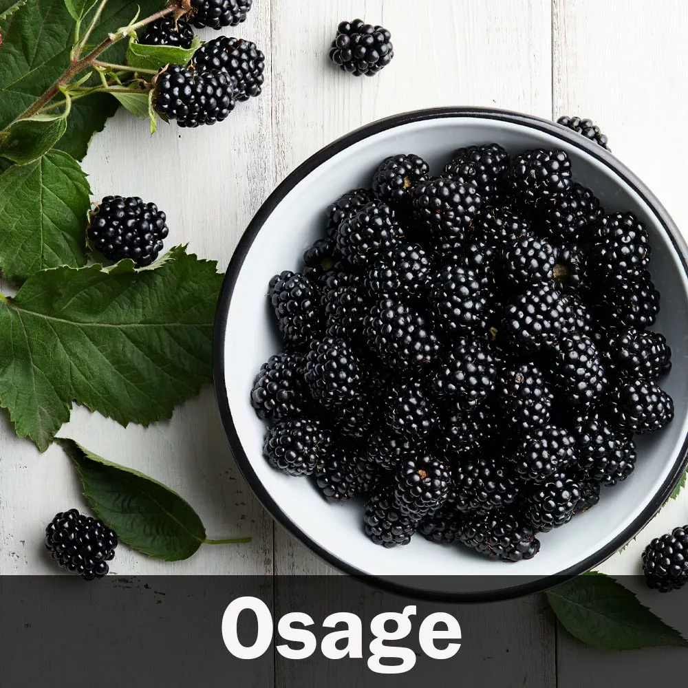 Fast Growing Trees 3 In 1 Thornless Blackberry Blackberry Bushes 7 Fast Growing Trees 3 In 1 Thornless Blackberry Blackberry Bushes