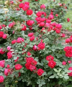 Fast Growing Trees Roses Oso Easy® Double Red Rose 9 Fast Growing Trees Roses Oso Easy® Double Red Rose