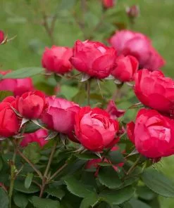 Fast Growing Trees Roses Oso Easy® Double Red Rose