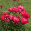 Fast Growing Trees Roses Oso Easy® Double Red Rose 2 Fast Growing Trees Roses Oso Easy® Double Red Rose