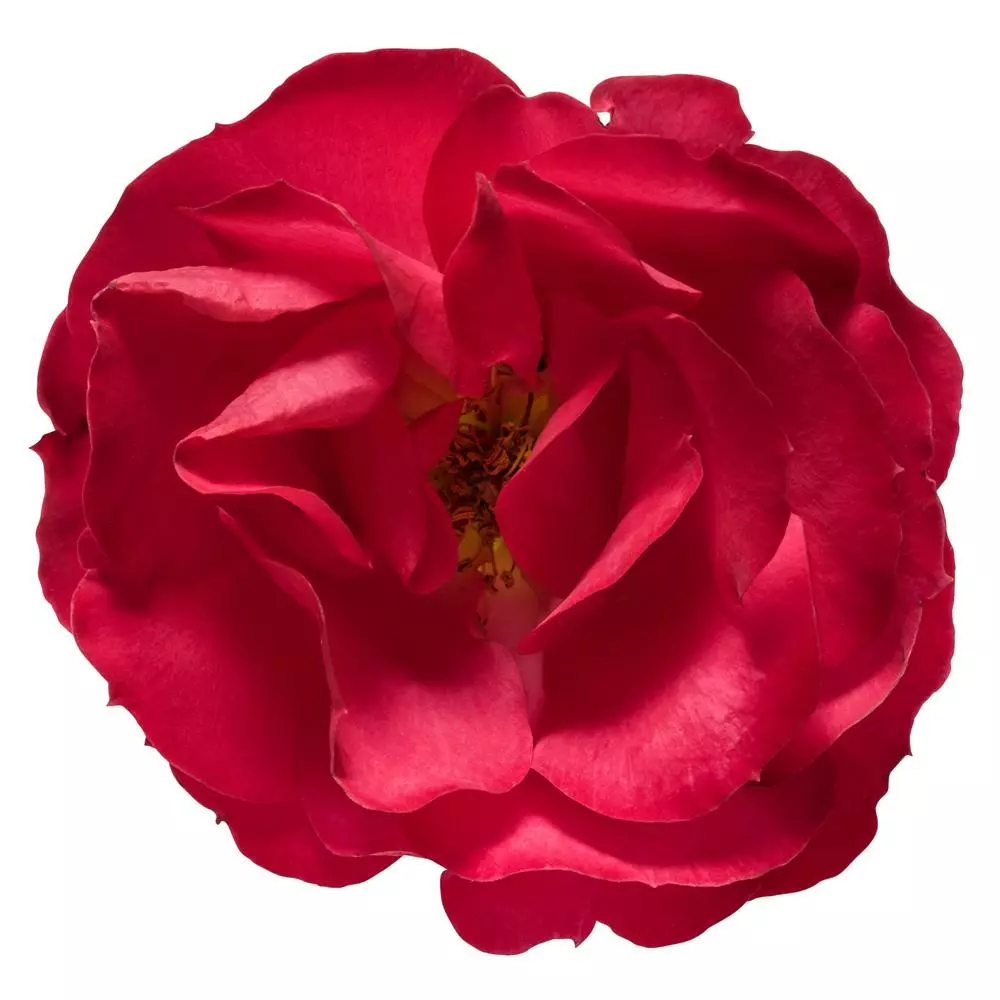 Fast Growing Trees Roses Oso Easy® Double Red Rose 6 Fast Growing Trees Roses Oso Easy® Double Red Rose