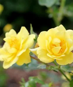 Fast Growing Trees Roses Oso Easy® Lemon Zest Rose