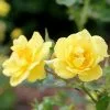 Fast Growing Trees Roses Oso Easy® Lemon Zest Rose 1 Fast Growing Trees Roses Oso Easy® Lemon Zest Rose