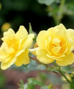 Fast Growing Trees Roses Oso Easy® Lemon Zest Rose